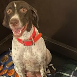 German Shorthaired Pointers from Mercedes Belli's German Shorthaired Pointers