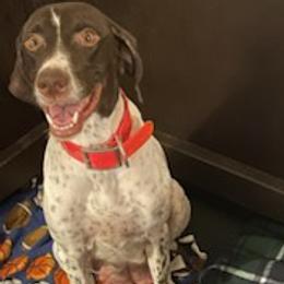 German Shorthaired Pointers from Mercedes Belli's German Shorthaired Pointers