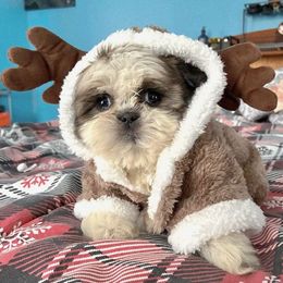 Rosie - Brindle female Shih Tzu puppy in Stroudsburg, Pennsylvania from Puppyville Pa Shih Tzu & frenchies