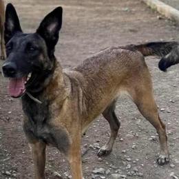 Phoenx - Fawn female Belgian Malinois puppy in Palmyra, Maine from Maine Working Dogs