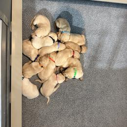 Girl 2 - female Labrador Retriever puppy in Britton, South Dakota from FR Labs