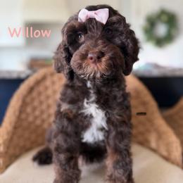 Willow (pink) - Brown white and tan female Cockapoo puppy in West Haven, Utah from Harper Haven Doodles
