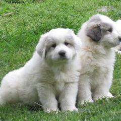Great Pyrenees puppies from Maple Way