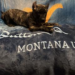 Calamity Jane - Tiger female Perro de Presa Canario puppy in El Paso, Texas from Mesquite Creek Kennels