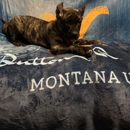 Calamity Jane - Tiger female Perro de Presa Canario puppy in El Paso, Texas from Mesquite Creek Kennels