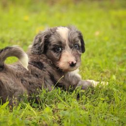 Aussiedoodle Puppies from Amos and Oak Doodles