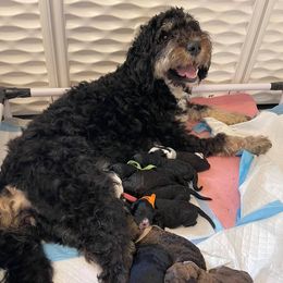 Bernedoodle and Goldendoodle All Grown Up from Mae’s Doodles of Georgia