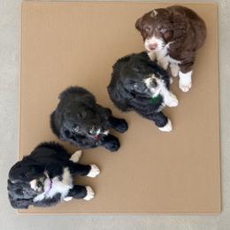 Aussiedoodle puppies from Little Hawcreek Doodles