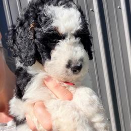 Ember (red collar-2,600) - Black and white female Bernedoodle puppy in Grandview, Texas from Big Sky Bernedoodles