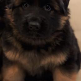 German Shepherd Puppies from Brooks High Quality Breeders