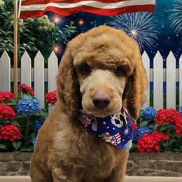 Robert - Red  male Poodle puppy in Clearwater, Florida from Poodle Majesty