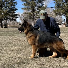 German Shepherd All Grown Up from Jimeni GSD