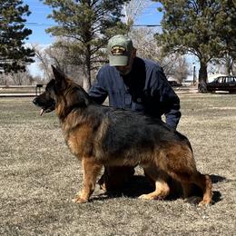 German Shepherd All Grown Up from Jimeni GSD