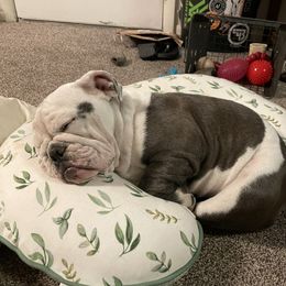 Beagle and Bulldog Puppies from Bluebonnet Kennels