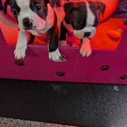 Boston Terrier Puppies from Boston's Boston Terriers AKC