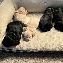 Cocker Spaniel Puppies from Ileana Madrigal