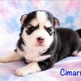 Commarion - Black and white male Pomsky puppy in Mc Callsburg, Iowa from SZ Rolling Acres LLC