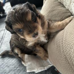 Bamm Bamm - Silver brindle male Havapoo puppy in Comstock Park, Michigan from The Petite Pack