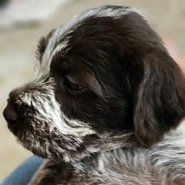 Wirehaired Pointing Griffon All Grown Up from Agassiz Wirehaired Pointing Griffons