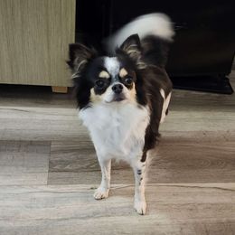 Murry - Chihuahua