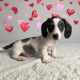 Fritz - Dapple male Dachshund puppy in Gilbertsville, Kentucky from DeLaunes Dachshunds