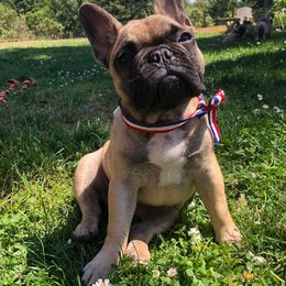 French Bulldog Puppies from Creme De La Creme French Bulldogs