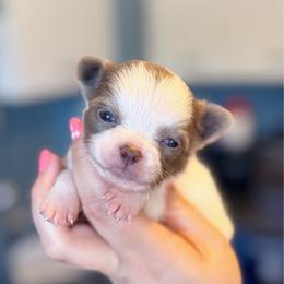 Astro - White male Chihuahua puppy in Holt, Michigan from My Crzy Chihuahuas