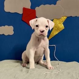 Zero - White female Boxer puppy in La Vernia, Texas from Chilham Boxers