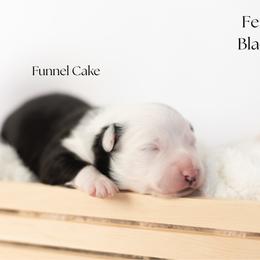 Funnel Cake - Black tri female Miniature Australian Shepherd puppy in Wooster, Ohio from Kari's Mini Aussies