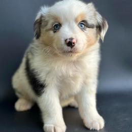 Cory - Blue merle male Miniature Australian Shepherd puppy in Luling, Texas from Little Wood Toy and Mini Aussies