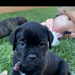 Cane Corso Puppies from 3Lake Kennelz