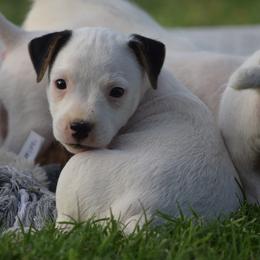 Decker - Tri-color male Jack Russell Terrier puppy in Menifee, California from Wendover Terriers