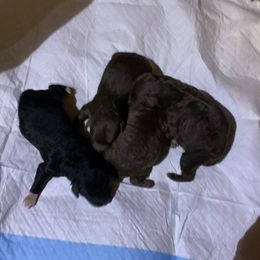Girl 1 - Poodle puppy in Georgia from Poodle Dreams