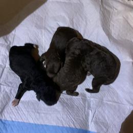 Girl 1 - Poodle puppy in Georgia from Poodle Dreams