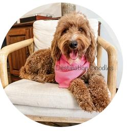 Jersey - Goldendoodle
