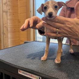 Girl 2 - Blue fawn female Italian Greyhound puppy in North Carolina from Celtic Sighthounds