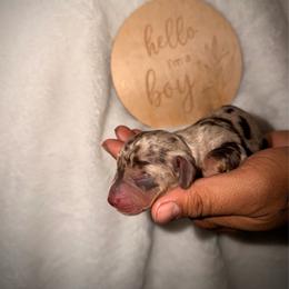 Bentley - Dapple male Dachshund puppy in Colbert, Georgia from Southern Drawl Dachshunds