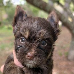 Roxie - Chocolate and tan female Yorkshire Terrier puppy in Gaylesville, Alabama from Sweet Alabama Yorkies