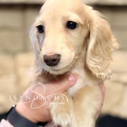 Ben - Cream male Dachshund puppy in Magnolia, Texas from Sandach’s Miniature Dachshunds