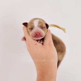 Yellow boy - Red  male Goldendoodle puppy in Syracuse, Indiana from The Doodle Cove