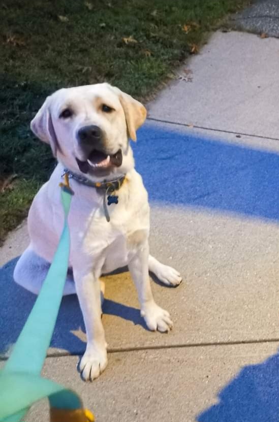 Zeus - Labrador Retriever