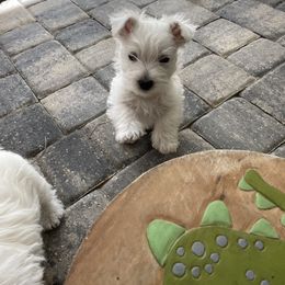 West Highland White Terrier All Grown Up from Windsor's West Highland White Terriers