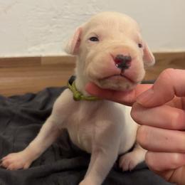 Empoli - White male Dogo Argentino puppy in Winter Haven, Florida from El Riachuelo Dogo Argentino