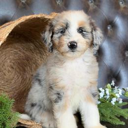 Dara- Has Videos - Blue merle female Aussiedoodle puppy in Troy, South Carolina from Lana Corley- Australian Shepherds of 3/W Farms
