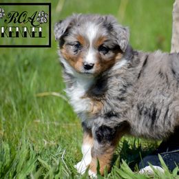 Miniature Australian Shepherd puppies from Rustic Original Aussies