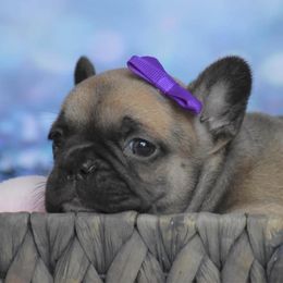 French Bulldog Puppies from Shell Creek Kennels