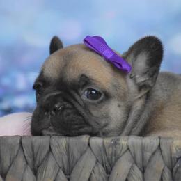 French Bulldog Puppies from Shell Creek Kennels