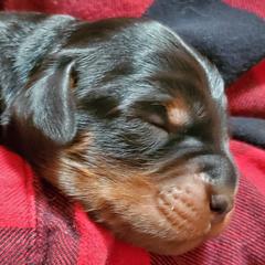 Boy 3 - male Gordon Setter puppy in from Katherine's Golden Retrievers, Gordon Setters, and English Setters