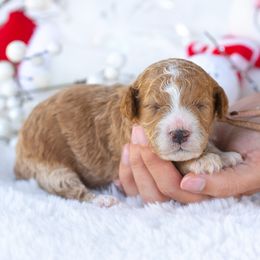 Phoebe - Parti female Poodle puppy in Fort Myers, Florida from Blossom Paws
