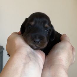 Kiki (3200) - Black and tan female Dachshund puppy in Steele, Alabama from Taylored Dachshunds